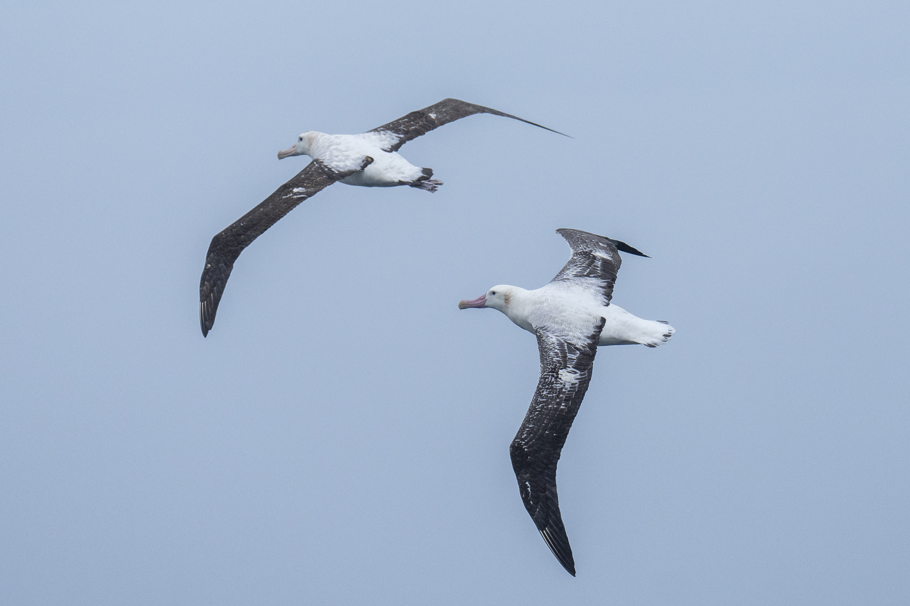 Tristan Albatross males (image by Mark Beaman)