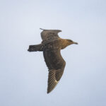 'Tristan' Skua (image by Mark Beaman)