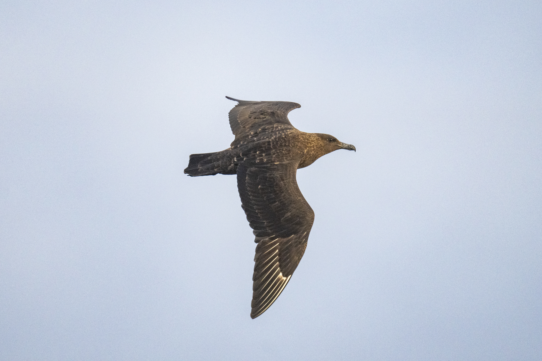 'Tristan' Skua (image by Mark Beaman)
