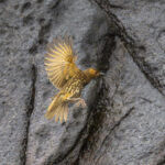 Tristan Thrush (Inaccessible Island form) (image by Mark Beaman)