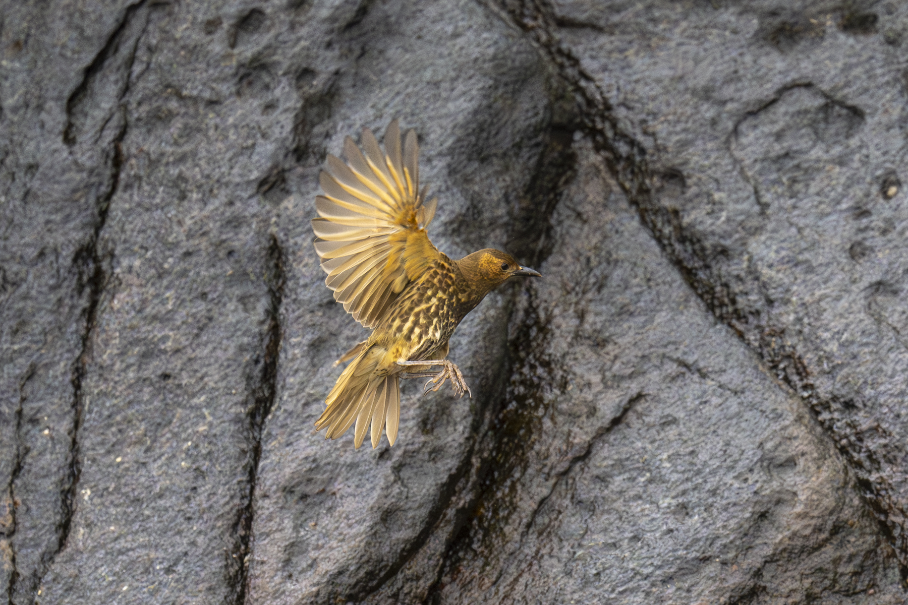 Tristan Thrush (Inaccessible Island form) (image by Mark Beaman)