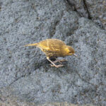 Tristan Thrush (Inaccessible Island form) (image by Mark Beaman)