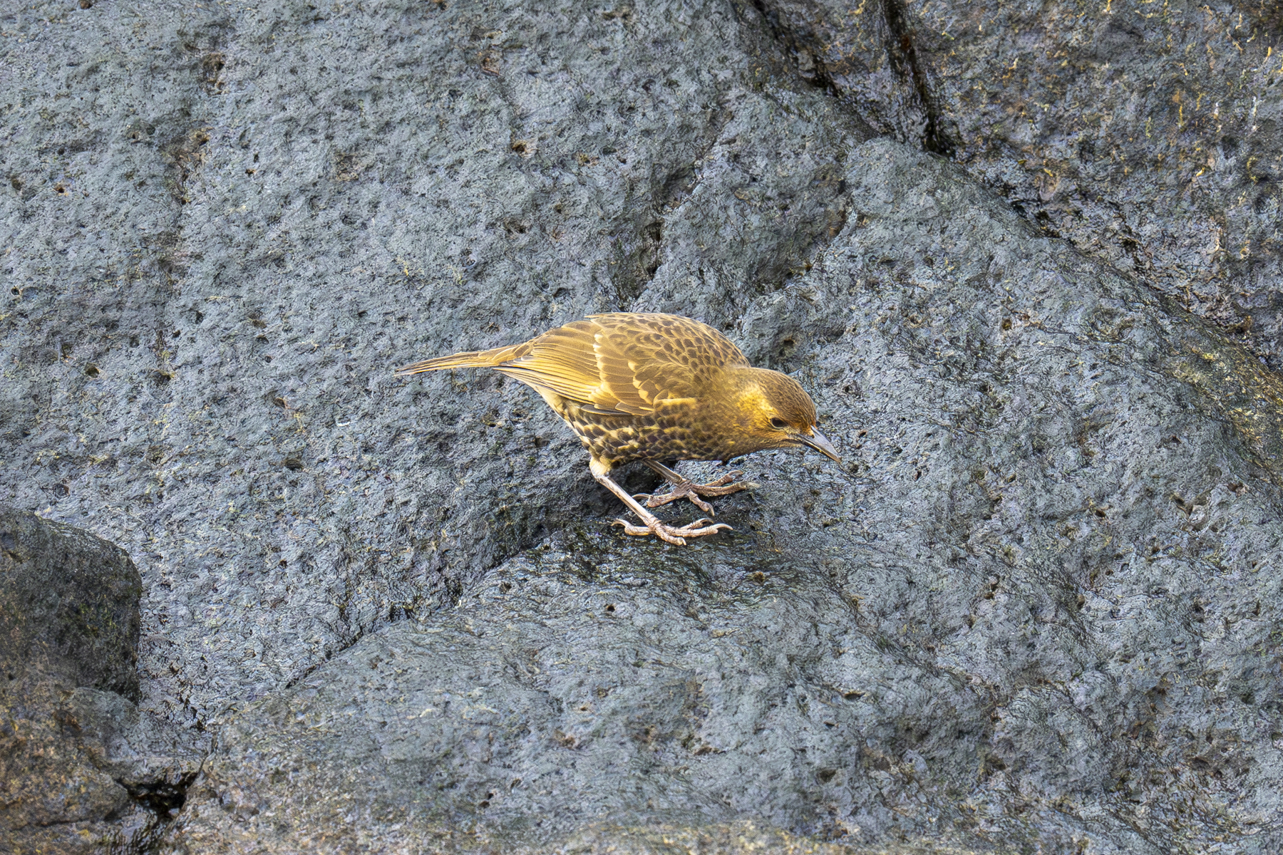 Tristan Thrush (Inaccessible Island form) (image by Mark Beaman)