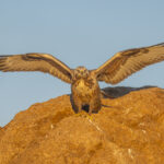 Upland Buzzard (image by Mark Beaman)