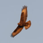 Upland Buzzard dark morph (image by Mark Beaman)
