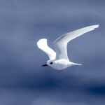 White Tern (image by Mark Beaman)