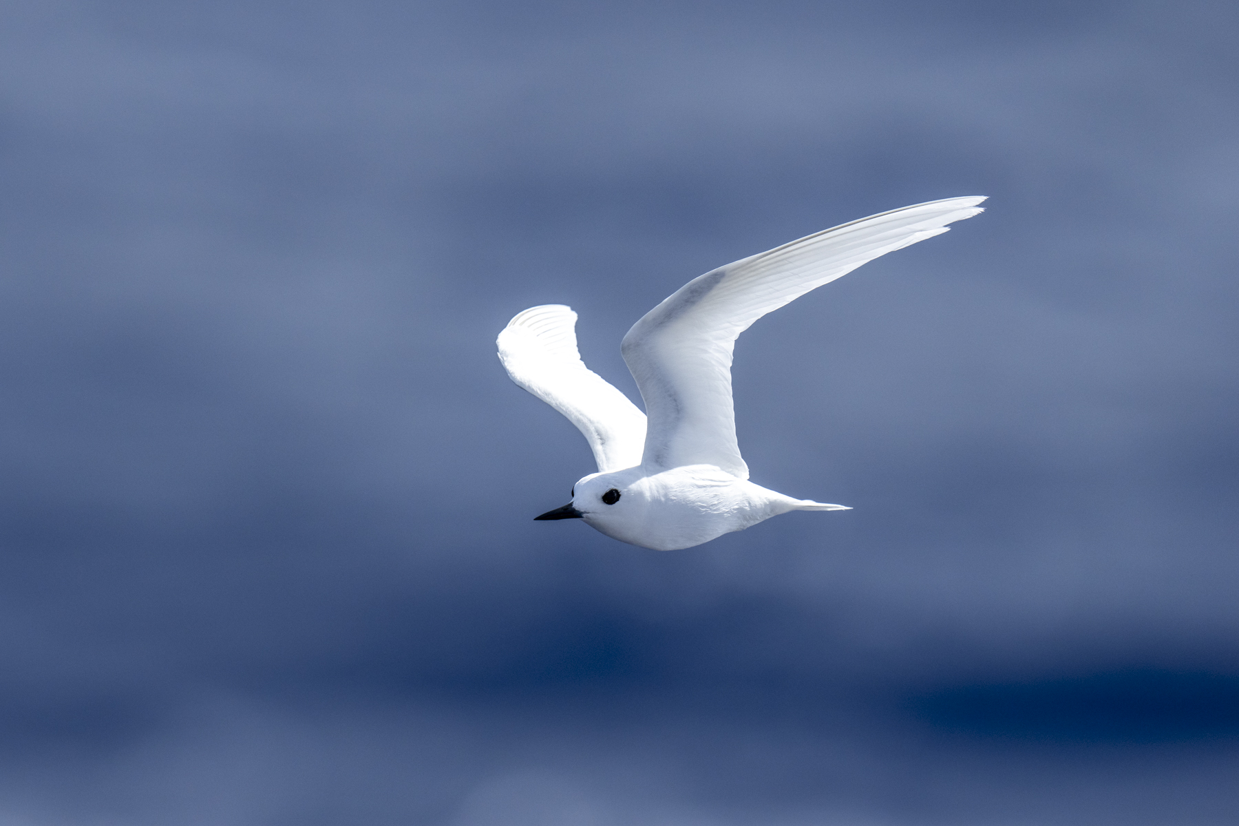 White Tern (image by Mark Beaman)