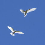 White Terns (image by Mark Beaman)