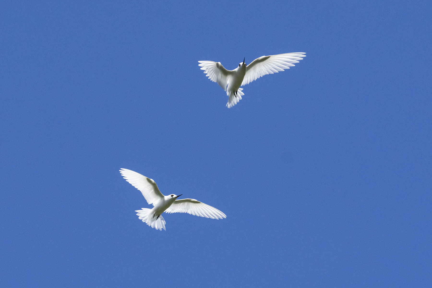 White Terns (image by Mark Beaman)
