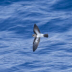 'Inaccessible Island' Storm Petrel (image by Mark Beaman)