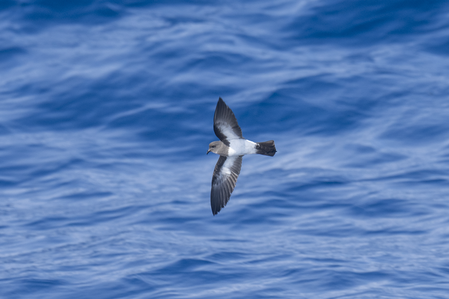 'Inaccessible Island' Storm Petrel (image by Mark Beaman)