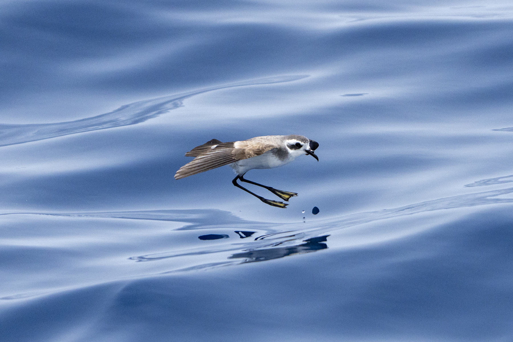 White-faced Storm Petrel (image by Mark Beaman)