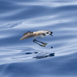 White-faced Storm Petrel (image by Mark Beaman)