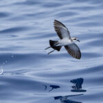 White-faced Storm Petrel (image by Mark Beaman)