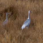 White-naped Cranes (image by Mark Beaman)