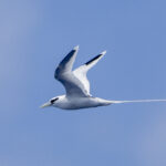 White-tailed Tropicbird (image by Mark Beaman)
