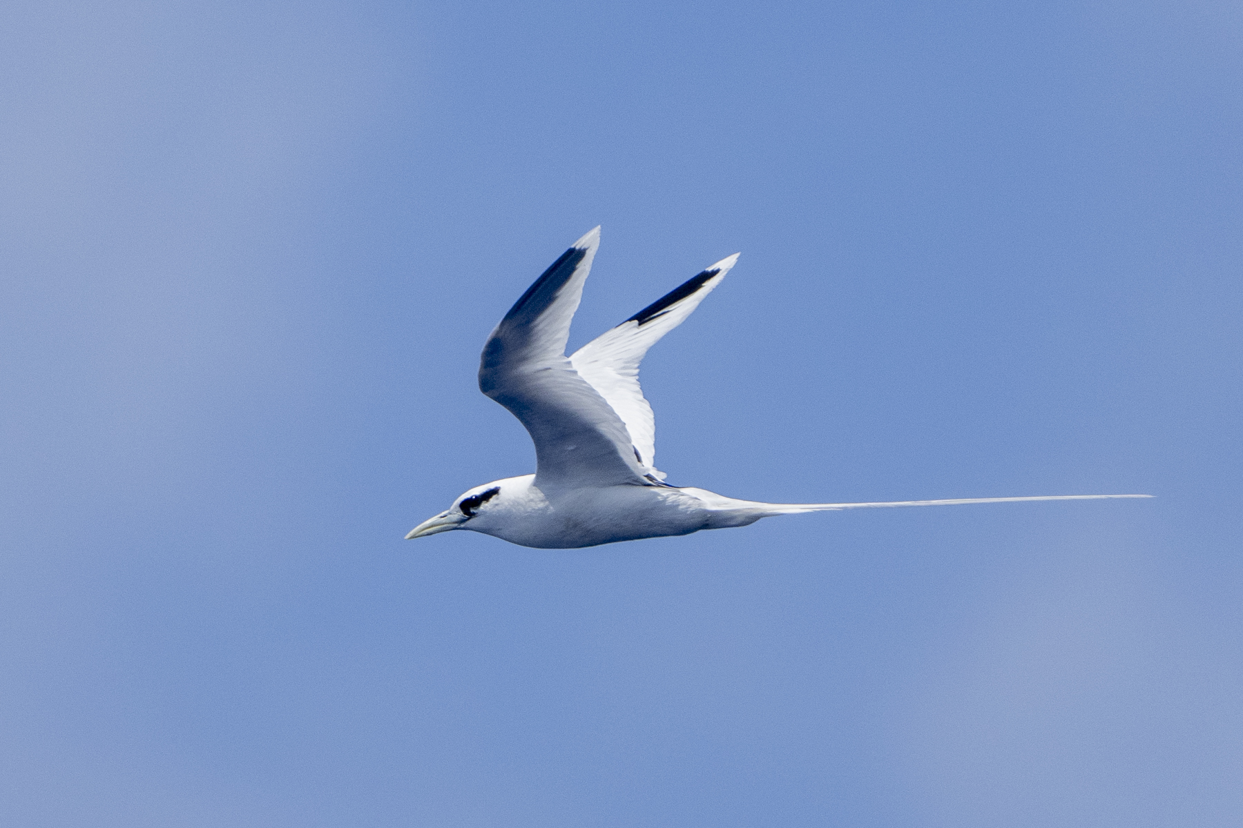 White-tailed Tropicbird (image by Mark Beaman)