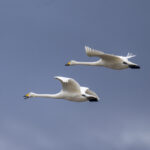 Whooper Swans (image by Mark Beaman)