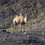 Wild Camel in Great Gobi (image by Mark Beaman)