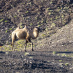 Wild Camel in Great Gobi (image by Mark Beaman)