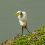 Yellow-billed Egret (image by Mark Beaman)