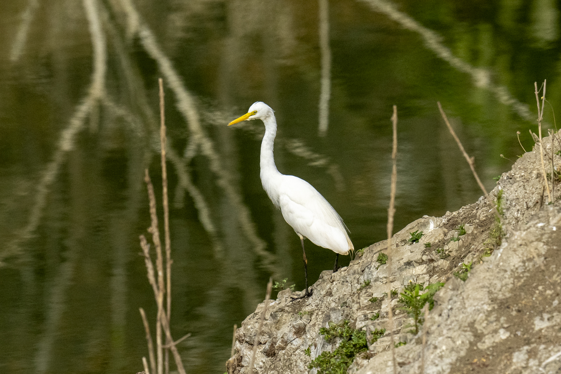 Yellow-billed Egret (image by Mark Beaman)