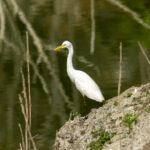 Yellow-billed Egret (image by Mark Beaman)