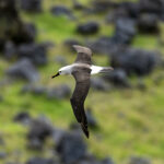 Atlantic Yellow-nosed Albatross ((image by Mark Beaman)