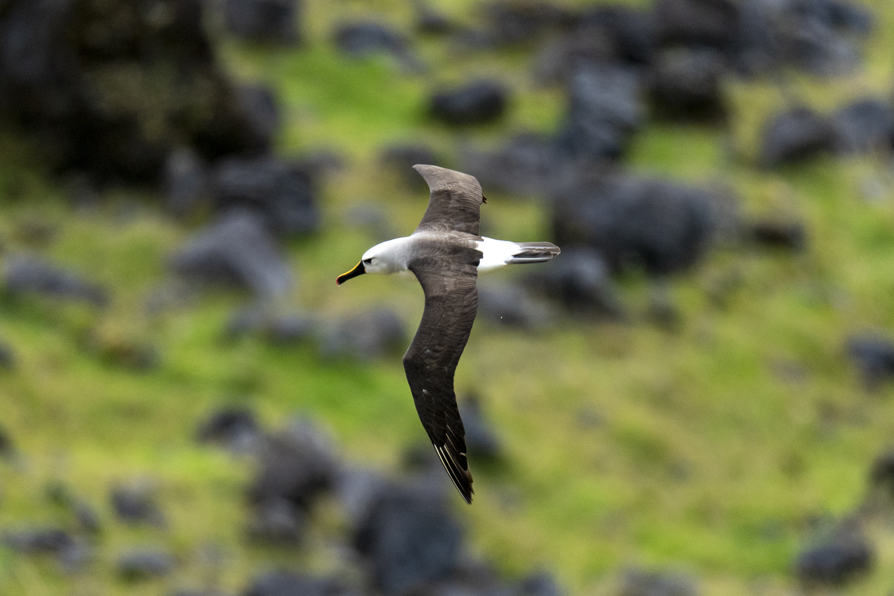 Atlantic Yellow-nosed Albatross ((image by Mark Beaman)