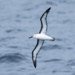 Atlantic Yellow-nosed Albatross ((image by Mark Beaman)