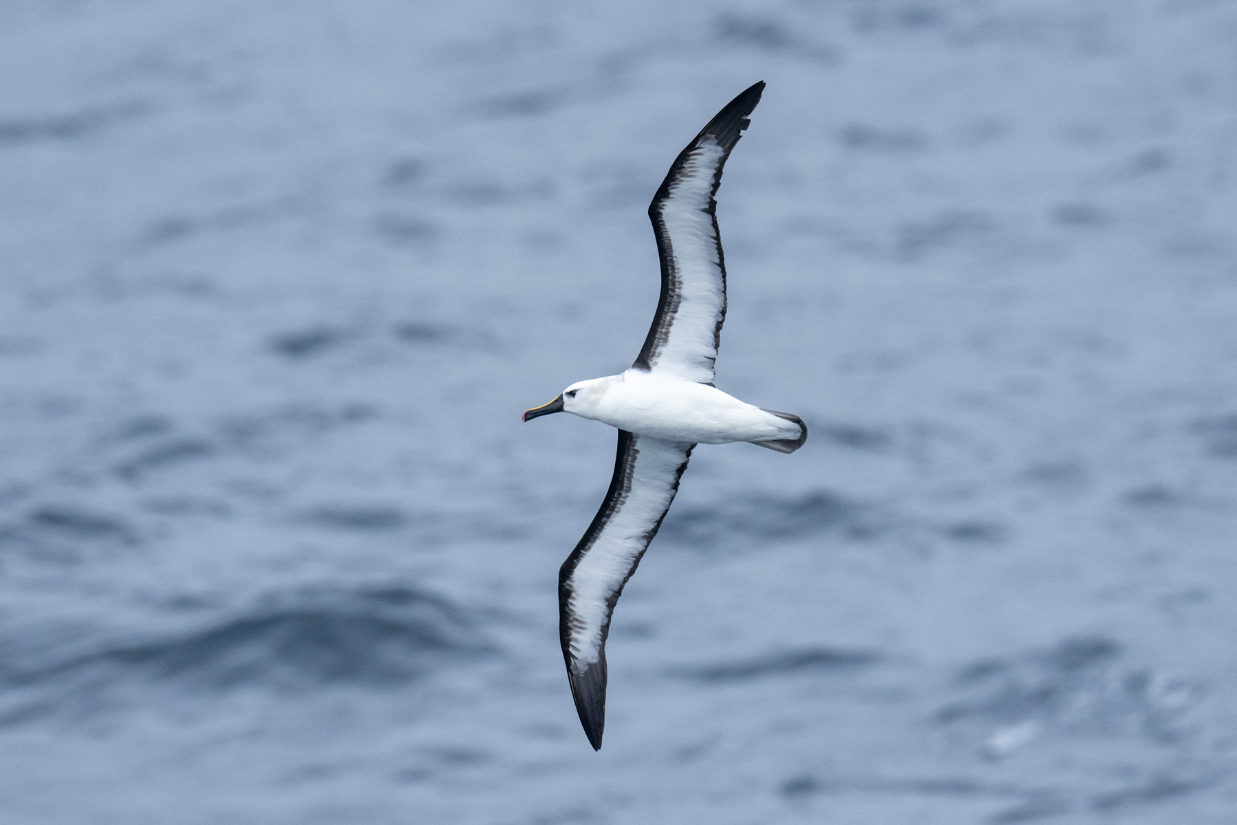 Atlantic Yellow-nosed Albatross ((image by Mark Beaman)