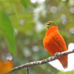 calling male Orange Dove (image by János Oláh)