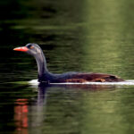 African Finfoot (image by Phillip Edwards)