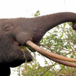 African Forest Elephant (image by Phillip Edwards)