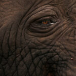 African Forest Elephant (image by Phillip Edwards)