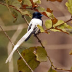 African Paradise Flycatcher (image by Phillip Edwards)