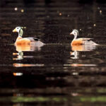 African Pygmy Goose (image by Phillip Edwards)