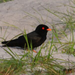 African River Martin (image by Carl Winstead)