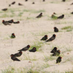 African River Martins (image by Mark Van Beirs)
