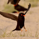 African River Martin (image by Phillip Edwards)
