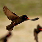 African River Martin (image by Phillip Edwards)