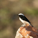Arabian Wheatear (image by Garry Taylor)