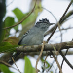 Ash-throated Antwren (image by Leonardo Garrigues)
