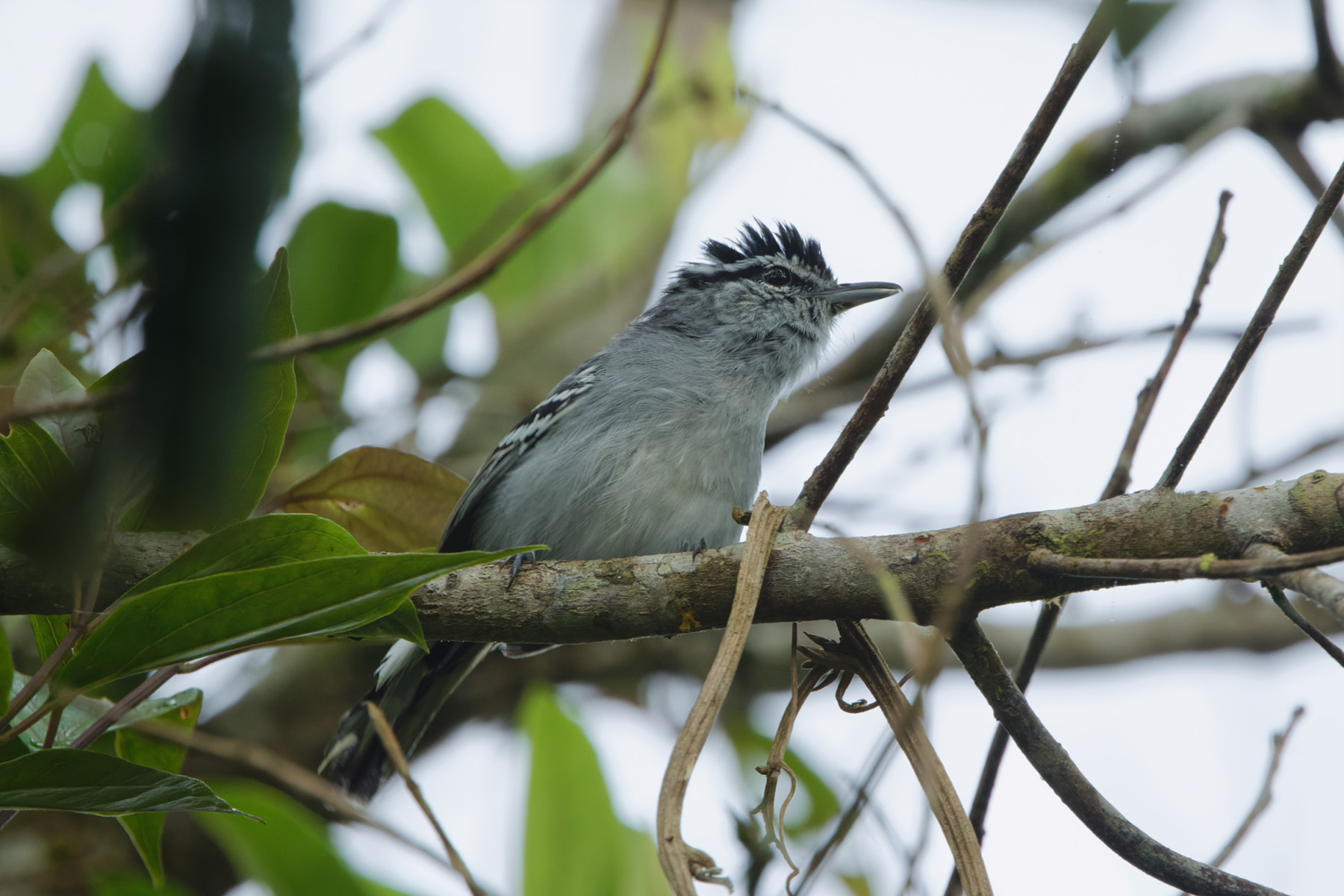 Ash-throated Antwren (image by Leonardo Garrigues)