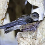 Atiu Swiftlet, Atiu (image by János Oláh)