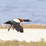 female Australian Shelduck, first record for the Cook Islands! (image by János Oláh)