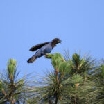 Azure Jay (image by Fito Downs)