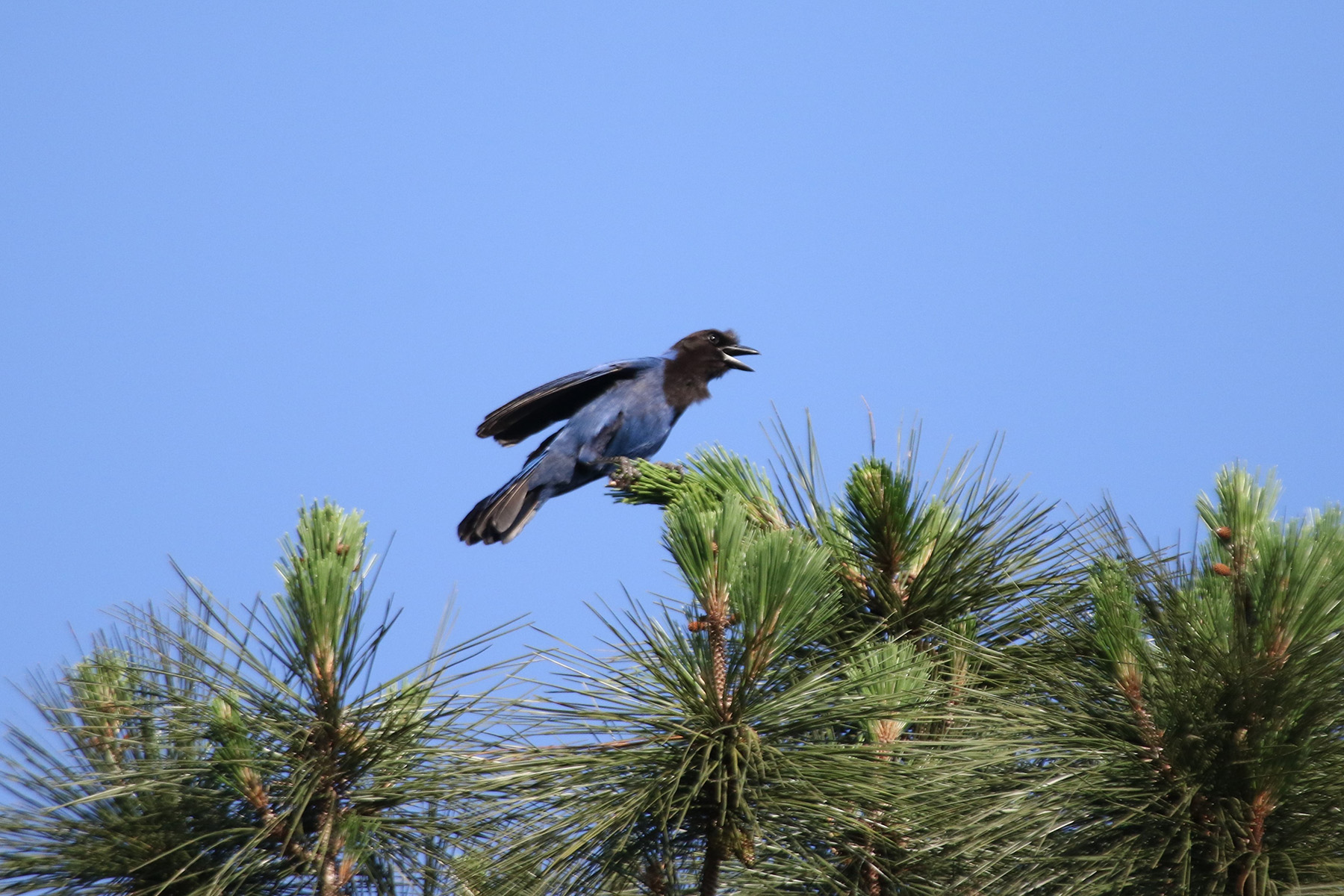 Azure Jay (image by Fito Downs)