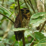Band-bellied Owl (image by Leonardo Garrigues)