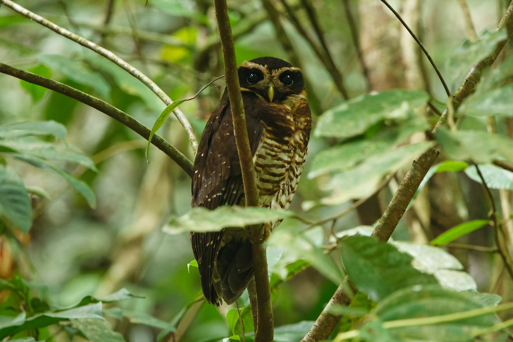 Band-bellied Owl (image by Leonardo Garrigues)
